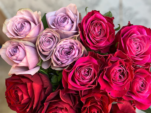 【赤パープル系15本】2月限定☆厳選バラ☆贈り物にもおすすめ（ご自宅用簡易包装/50cm）