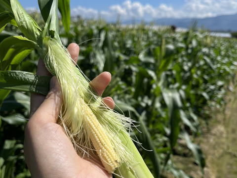【2025年5.6月発送】くせになる食感と美味しさ!新鮮獲れたてヤングコーン