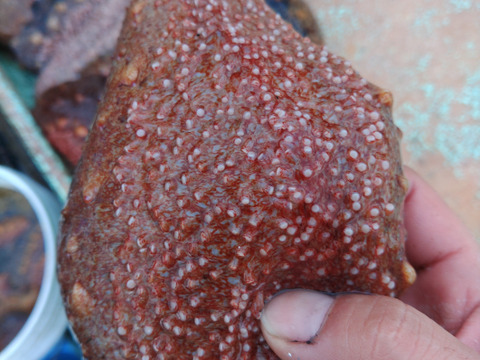 【漁師直送】青森県深浦町産 天然 赤ナマコ・黒ナマコ（混在）【1kg】