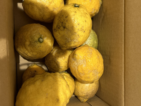 採れたて！まる美農園の爽やかレモン（2kg）【栽培期間中農薬不使用、ワックス防腐剤不使用】