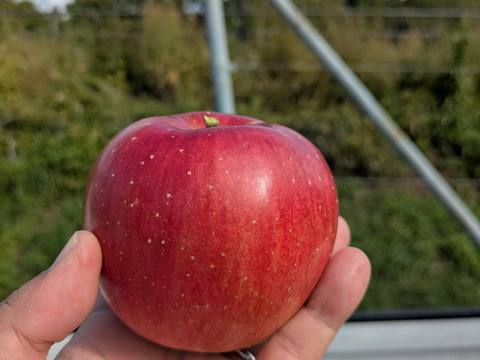 甘みが強い！「シナノスイート」（自家用）3㎏