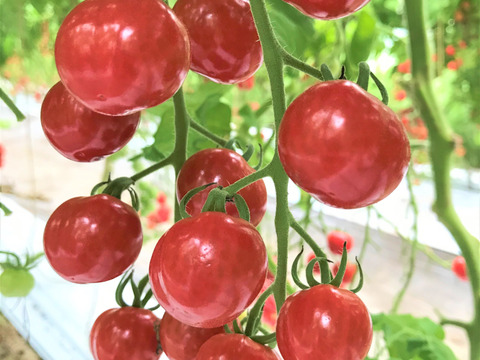 【ご自宅用・お徳用】『プチぷよトマト』使用　赤いチェリートマトジュース　2000ml