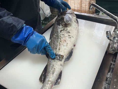 【今が旬！】　タラの切身　400ｇ×２パック