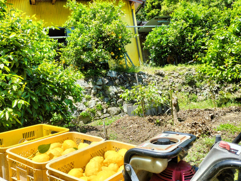 【広島県産】これが夏レモン！びっくりサイズ（約18個入り）