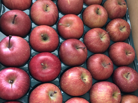 【数量限定・小玉】青森県産りんご「サンふじ」家庭用 キズ有 約5kg【美味・光センサー選果済】