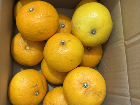 甘夏（糖度11.5当農園測定値）箱込み4500g以上　２L～４Lサイズ（300g〜450g）ワックス不使用　農薬、　　化学肥料不使用