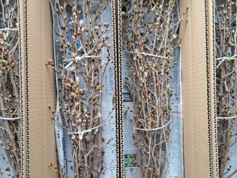 啓翁桜 信州から一足早い春を！