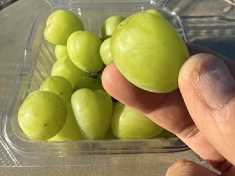 まずは食べてみて】マスカサーティーン＋農園おすすめ1種｜粒で楽しむ