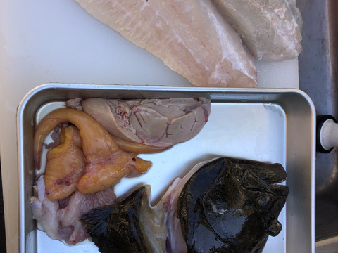 【活き締め】天然ヒラメ2〜3kg 刺身用