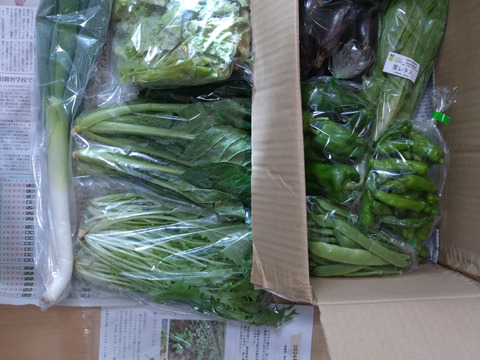 信州夏野菜セット【10品目】