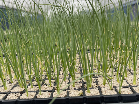 【訳あり】【お買い得！】たまねぎ10kg！