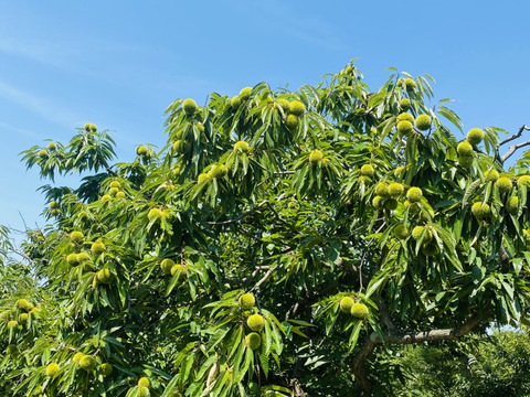 【幻の栗☆利平栗】自然栽培！数量限定☆大粒L～１キロ