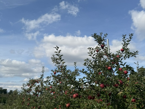 權之丞の葉取らずミックス！　🏆2025年りんごGP金賞受賞🎊葉取らず高徳&葉取らずコスモふじ　家庭用2kg【5〜10個入り】