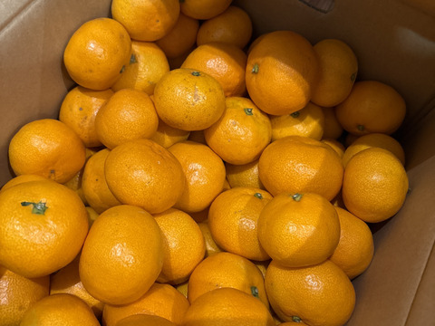 【予約でほぼ売り切れる】美味しいみかん！「段畑みかん」箱込み10キロ【冬ギフト】