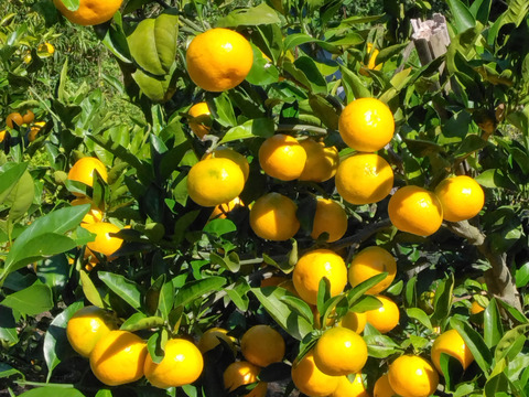 タイムセール　限定10本　静岡県産　極早生みかん　由良早生　大小バラバラ　約4.0㎏