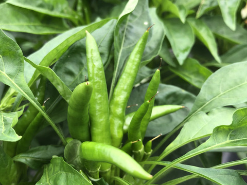 農家自慢の葉唐辛子　お得な大容量１キロ！&サービス夏野菜と共にお届け致します。