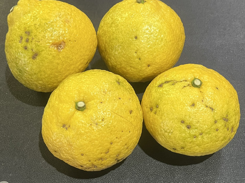 愛媛県産 訳あり はるか3kg