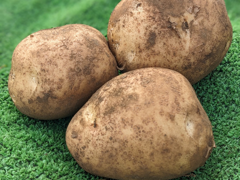 【おまかせ】有機JAS!野菜セット(9品)