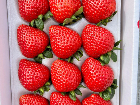 【超希少！大粒いちご】あまりん贈答　ー１２粒入ー