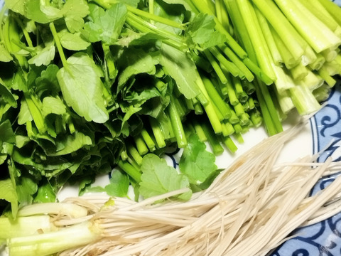 清流の恵み　宮城県蔵王町産セリ700g   蔵王セリ