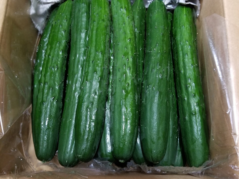 キュウリ　朝取れ　サラダ　宮崎県産　10kgバージョン 朝採り！信州産きゅうりA品2kg（箱重量込・正味1.8㎏）：長野県
