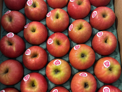 発送中🍎ピンクレディー®︎  5キロ箱 16玉〜33玉サイズ  長野県 信州 安曇野 リンゴ 幻 幻のリンゴ 予約 希少 ID64029 ピンクレディー