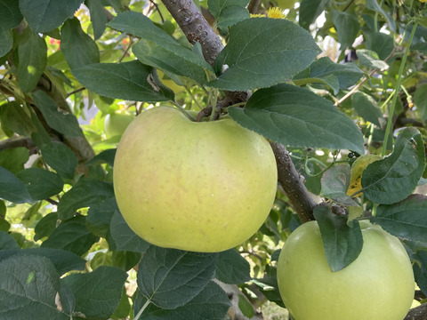 超希少りんご　こうこう3キロ7-12玉　樹上完熟蜜入りチェック済み　幸せ呼ぶ黄色いりんご　11月25日頃より発送予定