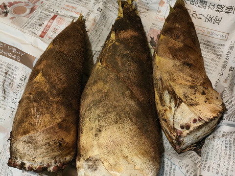 春の味覚　たけのこ！！浅堀り　柔らかくえぐ味少ない　その日に発送　神奈川県産　４キロ〜５キロ（シーズン終盤のため増量致しています）