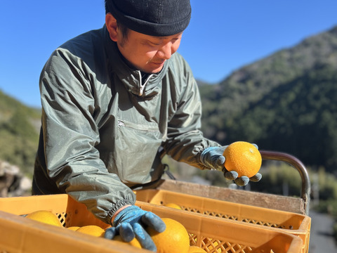 【蔵出し八朔】ハッサク２キロ🍋