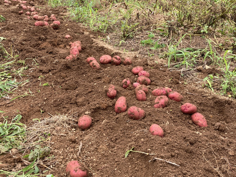 自然農　ジャガイモ（レッドムーン）　5ｋｇ