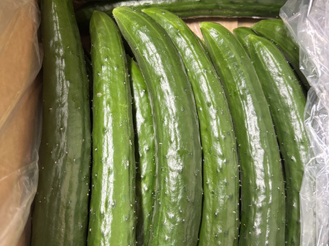 太陽のごちそう☀️食べ比べ ちび2キロお買い得普通サイズきゅうり2キロ(箱重量込)4キロ
