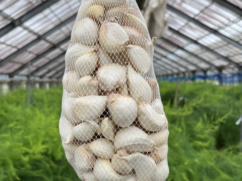 2025年産　ホワイトにんにく　バラ売り　500g