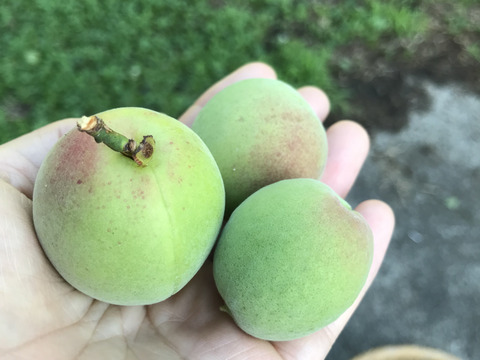 梅干し用　梅　1キロ　甘い香り♪ 産地直送