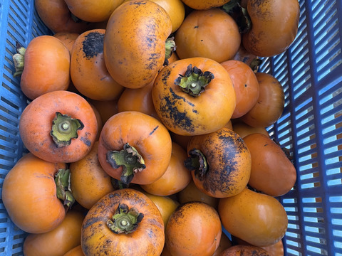 和歌山県オリジナル品種「紀州てまり」　
5箱限定出品