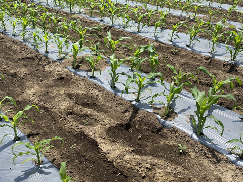 朝採り！！新鮮！栽培期間農薬不使用　ヤングコーン　約80本