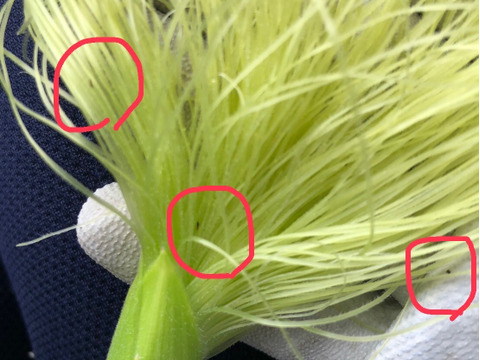 【父の日ギフト】新鮮！採れたて即発送！皮付きヤングコーンご家庭用25-28本前後入り（農薬・化学肥料不使用）