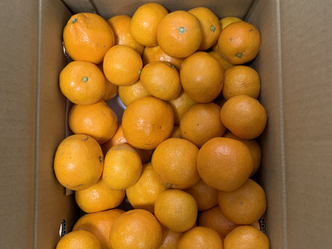 【コスパNo.1】EG農園のおいしい有田みかん 5キロ箱 和歌山県 有田 みかん 2S~3Lサイズ　家庭用キズあり