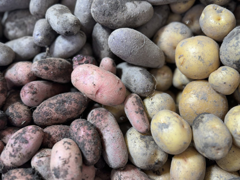 訳あり！カラフル！『ミニ』 じゃがいも ３種セット(合計1.8kg)規格外品