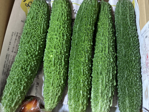 【 化学農薬不使用 】赤城のゴーヤ・すっきり苦みと瑞々しさ（10本・約2.8kg）