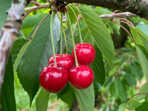 【小夏】🍒１キロ🍒【ジャムやさくらんぼ酒にもどうぞ】【しっかりとした酸味】【うちのフルーツの中で一番最初に収穫】【さくらんぼ】【レア品種✨】6/9まで