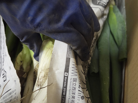 【専用箱・新鮮袋付き】堆肥、農薬無し　自然栽培ネギ　根付き　４キロ