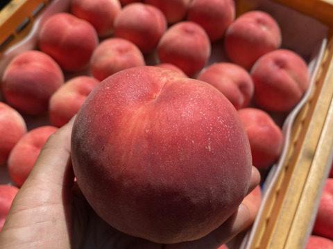 【夏ギフト】初夏を彩る桃 品種はおまかせ！朝採りした桃をその日に発送します！
