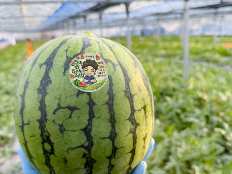 最初に実る特別な甘さのご褒美スイカ｜すいか・ピノガール2玉