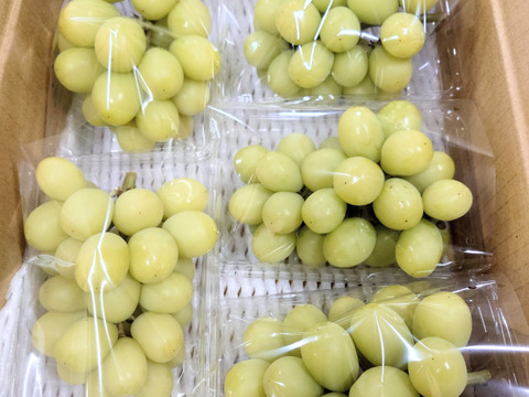 【今だけ訳アリお買い得】シャインマスカット１．８ｋｇ箱(５パック入り)