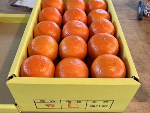 完熟タンカン（贈答用5kg）