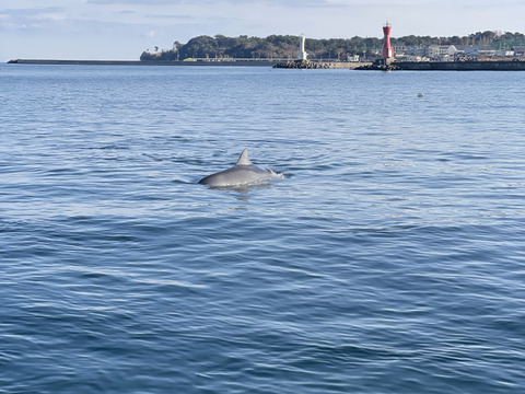 採れたて新鮮！！天然茎付き生わかめ1kg