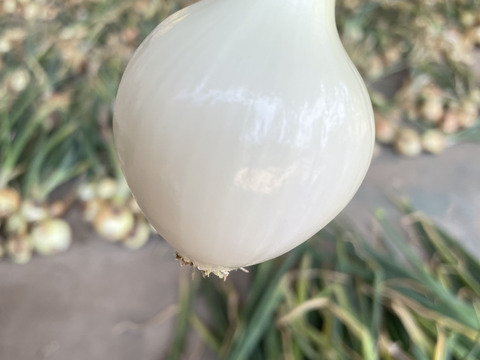 早い者勝ち‼️【農薬不使用  玉ねぎ】2kg〜🧅兵庫県丹波産こだわり有機肥料使用  化学肥料不使用 たまねぎ今時期限定！！ポトフに丸ごと！お料理簡単❤1玉〜100ｇまでの使い切り小さいミニミニサイズ