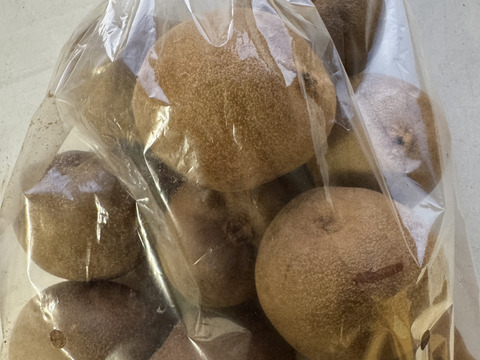 【家庭用たっぷり】30〜35個入るキウイ 約3kg
農薬・化学肥料不使用｜八女産アップルキウイ