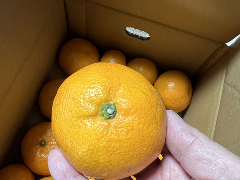 ★濃厚なコクと酸味がおいしい！有田みかん★自家製堆肥栽培★お試し2.5kg★和歌山★