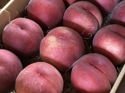 もぎたて桃★長野県産 川中島白鳳 9～15個★良品❣️農家直送❣️